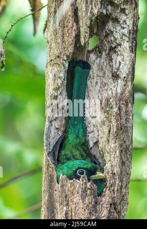 Schwarzkehltrogon oder Gelbbauchtrogon, Trogon rufus, alleinwachsendes Männchen, das im Regenwald Costa Ricas im Loch im Baum auf dem Nest sitzt Stockfoto