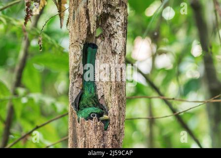 Schwarzkehltrogon oder Gelbbauchtrogon, Trogon rufus, alleinwachsendes Männchen, das im Regenwald Costa Ricas im Loch im Baum auf dem Nest sitzt Stockfoto