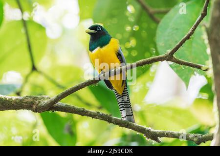 Schwarzkehltrogon oder Gelbbauchtrogon, Trogon rufus, alleinwachsendes Männchen, das auf einem Ast eines Baumes im Regenwald in Costa Rica thront Stockfoto