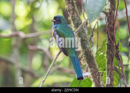 Schwarzkehltrogon oder Gelbbauchtrogon, Trogon rufus, alleinwachsendes Männchen, das auf einem Ast eines Baumes im Regenwald in Costa Rica thront Stockfoto