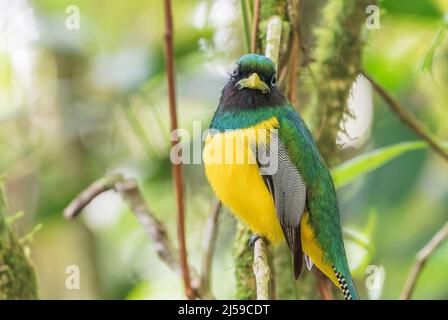 Schwarzkehltrogon oder Gelbbauchtrogon, Trogon rufus, alleinwachsendes Männchen, das auf einem Ast eines Baumes im Regenwald in Costa Rica thront Stockfoto