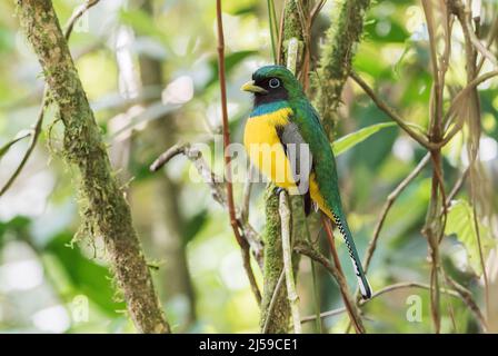 Schwarzkehltrogon oder Gelbbauchtrogon, Trogon rufus, alleinwachsendes Männchen, das auf einem Ast eines Baumes im Regenwald in Costa Rica thront Stockfoto