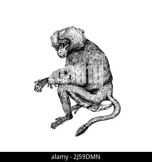 Gelber Pavian im Vintage-Stil. Der wilde Affe sitzt. Handgezeichnete, gravierte Skizze im Holzschnitt-Stil. Stock Vektor