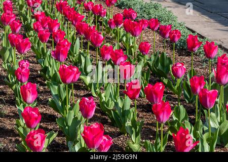 Rote „Lady van Eijk“-Tulpen beim Dunsborough Park Spring Tulpenfestival im April in Surrey, England, Großbritannien. Stockfoto