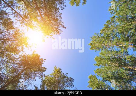 Oben Kiefernwald und blauer Himmel mit heller Sonne, Blick von unten Stockfoto