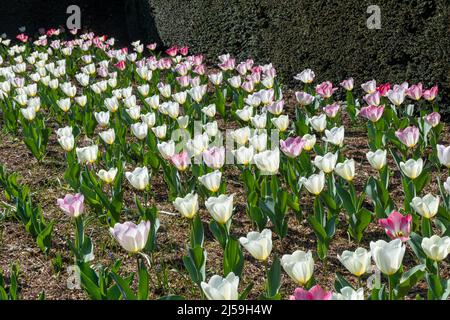Dunsborough Park Frühlingsfest in Surrey, England, Großbritannien, im April. Tulpen „Purissima Design“ und „Flaming Purissima“ Stockfoto