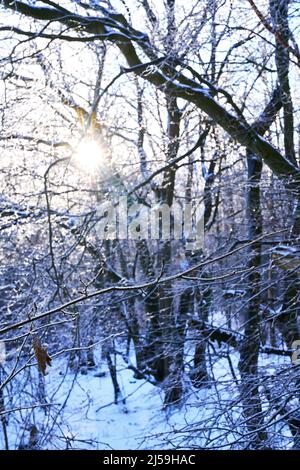 Sonnenlicht scheint im Winter durch eisige Äste Stockfoto