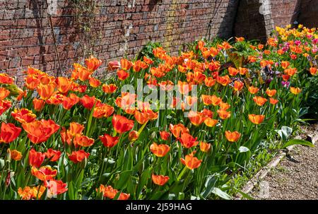 Dunsborough Park Frühlingsfest in Surrey, England, Großbritannien, im April Stockfoto