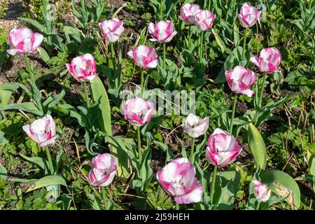 Tulip 'Flaming Purissima' beim Dunsborough Park Frühlingszungenfestival in Surrey, England, im April Stockfoto