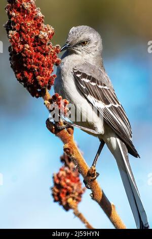 Nördlicher Mockingbird, der Mitte April auf dem Stuckhornsumac auf Nahrungssuche ging Stockfoto