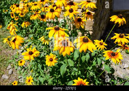 Leuchtend gelbe Blüten von Rudbeckia, allgemein bekannt als Kegelblumen oder schwarze Augen susans, in einem sonnigen Sommergarten, schöne Outdoor-Blumenhintergrund Stockfoto