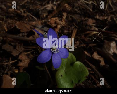 Nahaufnahme der blauen Frühlingsblume Anemone Hepatica, mit den verwelkten Blättern des letzten Jahres auf dem Waldboden. Stockfoto