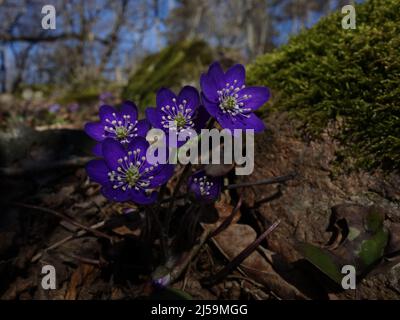 Eine schöne kleine Gruppe mit Anemone Hepatica, die in die Frühlingssonne spässt, neben einem großen, mit Moos bewachsenen Felsen. Stockfoto