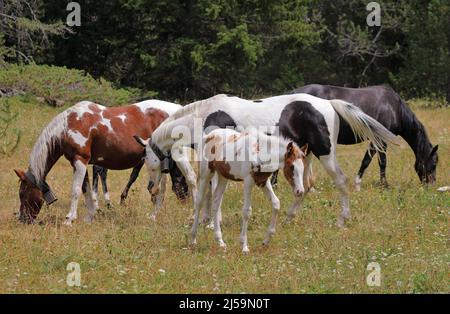 Wilde Pferde, Blick auf Herdenband von wilden Pferden Stockfoto