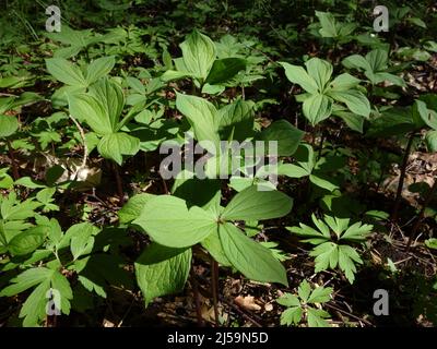 Paris quadrifolia, die eine große Fläche des Waldbodens bedeckt, auf hohen Stielen und mit ihrer großen typischen vierblättrigen Formation. Es ist eine giftige Pflanze. Stockfoto