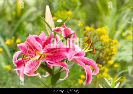 Große rosafarbene Lilien mit gesprenkelten Blütenblättern auf einem entkokelten Gartenhintergrund. Selektiver Fokus Stockfoto