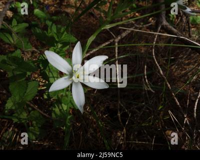 Am Waldrand blüht ein Gartenstern von Bethlehem, eine weiße sternförmige Blume, die in der norwegischen Natur sehr ungewöhnlich ist. Stockfoto