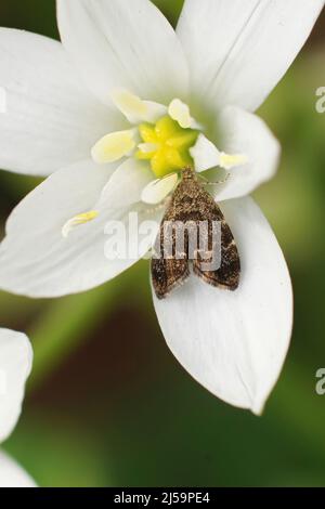 Vertikale Nahaufnahme von gewöhnlicher Brennnesselhahn, Anthophila fabriciana trinkender Nektar aus Ornithogalum umbellatum Stockfoto