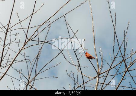 Ein Kardinalvögel sitzt auf einem Baum und ruft das Weibchen mit seinem Gesang Stockfoto