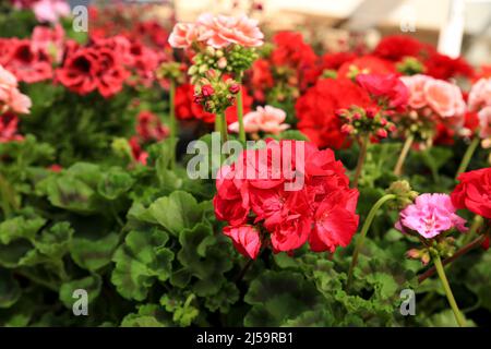 Farbenfrohe Pelargonium Zonale Blumen im Garten Stockfoto