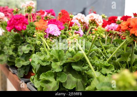 Farbenfrohe Pelargonium Zonale Blumen im Garten Stockfoto