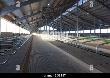 Großer Kuhstall für Milchkühe in der letzten Bauphase Stockfoto