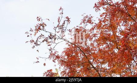 Bergasche im Herbst gegen einen blau-weißen Himmel. Rote Eberesche Blätter mit Trauben von Beeren. Stockfoto