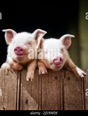 1920S ZWEI SÜSSE POLEN CHINA SCHWEIN SUS SCROFA DOMESTICUS FERKEL GUCKEN ÜBER DIE HÖLZERNE FARM SCHEUNE ZAUN TOR SUCHEN AN DER KAMERA - H2711C HAR001 HARS FREUNDSCHAFTSSPIEL LANDWIRTSCHAFT GESCHWISTER SCHWESTERN LANDWIRTSCHAFT AUGENKONTAKT MATCHING GLEICHEN HUMORVOLLEN SÄUGETIERE KOPF UND SCHULTERN FRÖHLICH HOG SCHWEIN KOMISCH GESCHWISTER LÄCHELT FERKEL PORKER COMEDY FRÖHLICH FERKEL SCHWEINE POLEN SEHEN ÄHNLICH ANGENEHM ANGENEHM CHARMANT DUPLIKAT WACHSTUM HOGS SEHEN ÄHNLICH LIEBENSWERT SÄUGETIER ANGENEHM ENTZÜCKEND ANSPRECHENDE KLON HAR001 ALTMODISCH Stockfoto