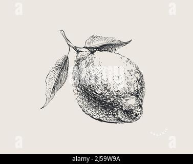 Handgezeichnete Skizze Lemon Vektor-Illustration Handgezeichnete Skizze Lemon Vektor-Illustration Stock Vektor