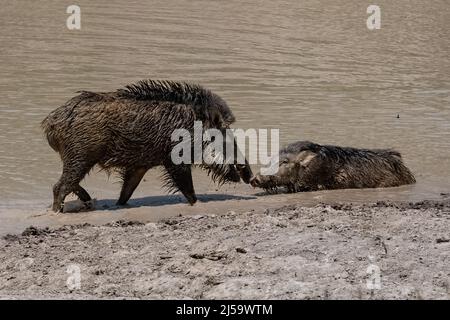 Indien, Wildschweine, die im Schlamm baden, mit einem Baby Stockfoto