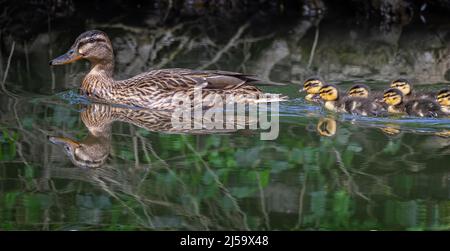 Weibliche Mallard auf dem Wasser mit Baby Entchen folgen in einer Reihe Stockfoto