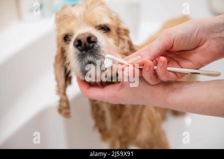 Eine Frau hält eine Zahnbürste in der Hand, um die Zähne ihres Hundes zu reinigen. Zahnbürste Hund. Stockfoto