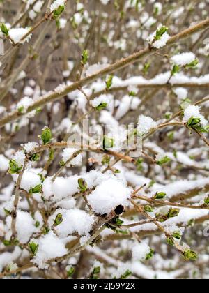 Nahaufnahme von Neuschnee auf einem Busch mit kleinen grünen Knospen Stockfoto