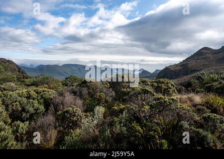 Vegetationen in den hochgelegenen Paramos der Anden. Los Nevados Nationalpark, Kolumbien, Südamerika. Stockfoto