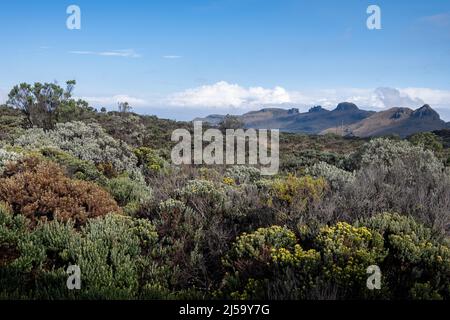 Vegetationen in den hochgelegenen Paramos der Anden. Los Nevados Nationalpark, Kolumbien, Südamerika. Stockfoto