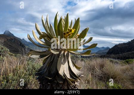 Blühende Frailejón (Espeletia Grandiflora) Pflanze im hoch gelegenen Paramo der Anden. Los Nevados Nationalpark, Kolumbien, Süden Stockfoto