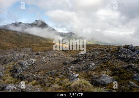 Hochgelegene Paramoanlage im Nationalpark Los Nevados, Kolumbien, Südamerika. Stockfoto