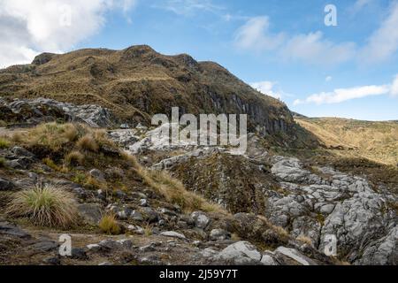 Hochgelegene Paramoanlage im Nationalpark Los Nevados, Kolumbien, Südamerika. Stockfoto