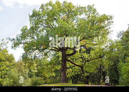 Große Eiche in der Sommersaison an sonnigen Tagen Stockfoto