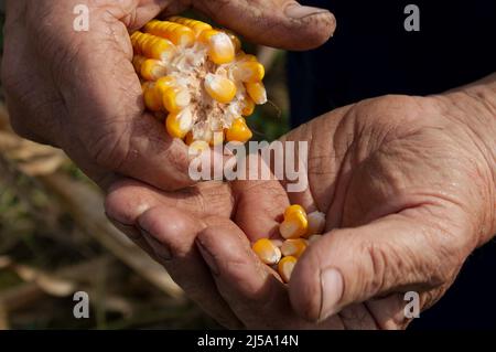 Farmer Hält Maispfuh In Der Hand Im Maisfeld. Raue Ha des Bauern Stockfoto