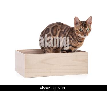 Porträt einer braunen bengalkatze in einer Holzkiste auf weißem Hintergrund Stockfoto