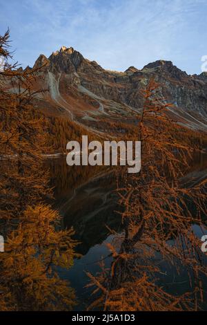 Der Silsersee im ersten Licht des Tages, umgeben von den bunten Engadiner Wäldern im Herbst, in der Nähe des Dorfes Maloja, Schweiz Stockfoto