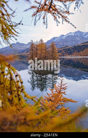 Der Silsersee im ersten Licht des Tages, umgeben von den bunten Engadiner Wäldern im Herbst, in der Nähe des Dorfes Maloja, Schweiz Stockfoto