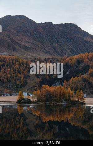 Der Silsersee im ersten Licht des Tages, umgeben von den bunten Engadiner Wäldern im Herbst, in der Nähe des Dorfes Maloja, Schweiz Stockfoto