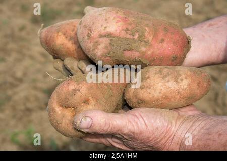 Mans Hände halten frische Bio-Kartoffeln Stockfoto