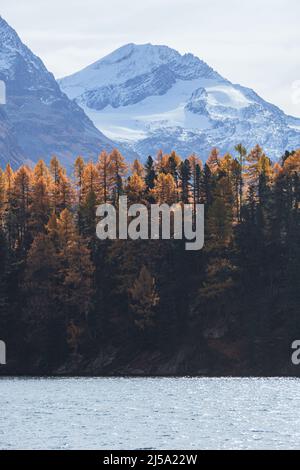 sils See in Herbstfarben: Einer der schönsten Alpenseen der schweiz, in der Nähe des Dorfes Sils Maria, Engadin, Schweiz. Stockfoto