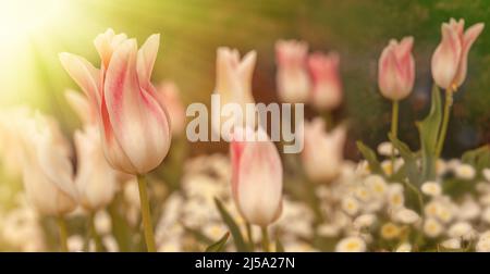 Weiße und rosa Tulpen in einem Garten mit anderen schönen Blumen. Frühlingsszene mit bunten Blumen und Sonnenstrahlen. Stockfoto