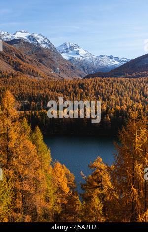 sils See in Herbstfarben: Einer der schönsten Alpenseen der schweiz, in der Nähe des Dorfes Sils Maria, Engadin, Schweiz. Stockfoto