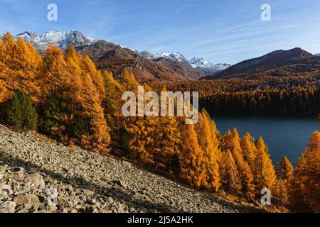sils See in Herbstfarben: Einer der schönsten Alpenseen der schweiz, in der Nähe des Dorfes Sils Maria, Engadin, Schweiz. Stockfoto