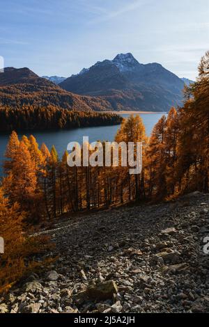sils See in Herbstfarben: Einer der schönsten Alpenseen der schweiz, in der Nähe des Dorfes Sils Maria, Engadin, Schweiz. Stockfoto